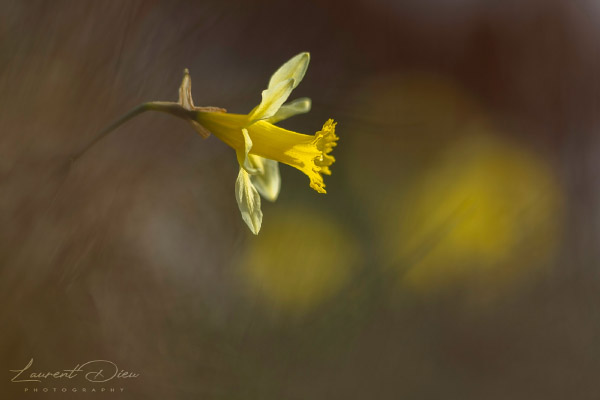 Le Narcisse jaune - Narcisse trompette ou Jonquille (Narcissus pseudonarcissus). Canon EOS R3 - Canon EF 300mm f/4 L IS USM.